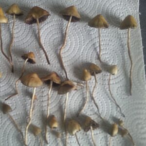 Liberty Cap Mushroom