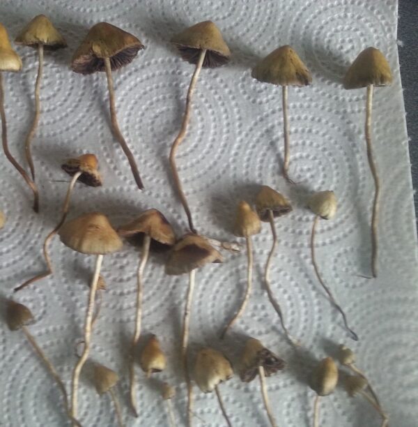 Liberty Cap Mushroom