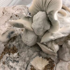 Albino Penis Envy mushroom