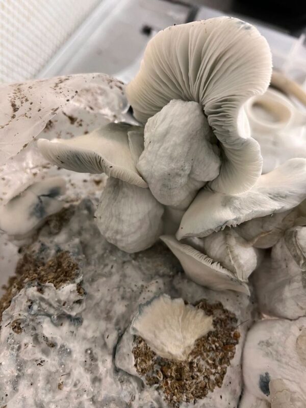 Albino Penis Envy mushroom