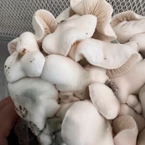 Bluey Vuitton Magic Mushroom