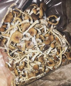 golden teacher mushroom