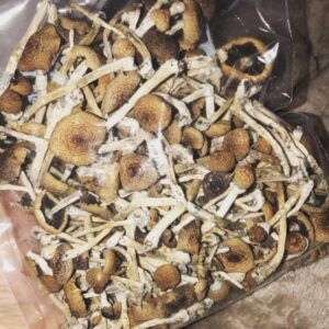 golden teacher mushroom