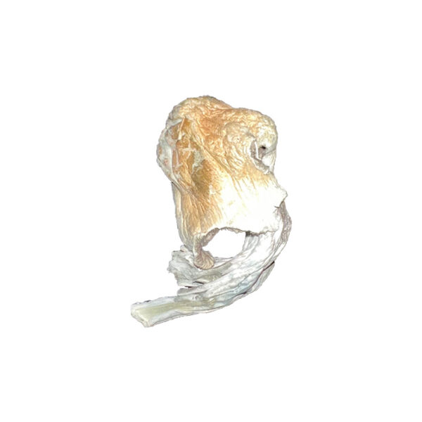 Maverick Mushroom