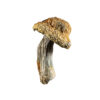 Bluey Vuitton mushroom