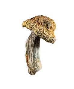 Bluey Vuitton mushroom