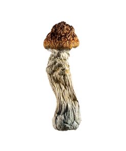 Steel Magnolia Magic Mushroom
