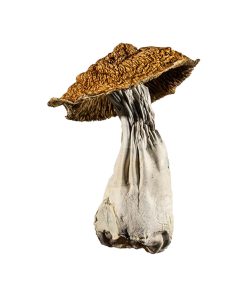 Yeti Orange Cap magic mushroom
