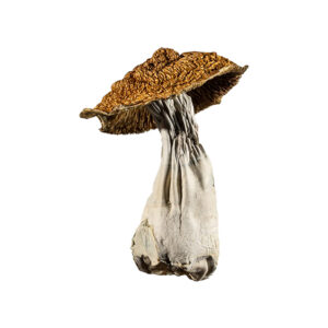 Yeti Orange Cap magic mushroom