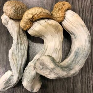 Penis Envy Magic Mushroom