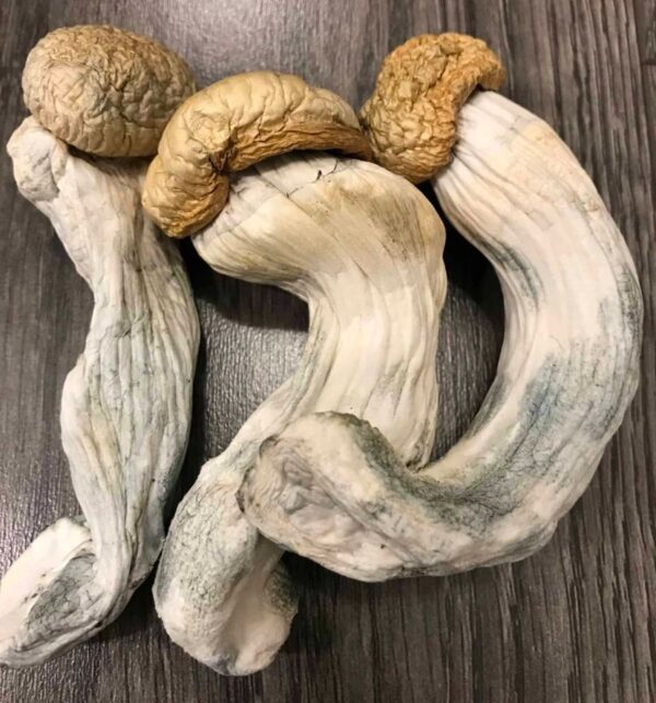 Penis Envy Magic Mushroom