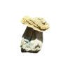 True Albino Teacher mushroom