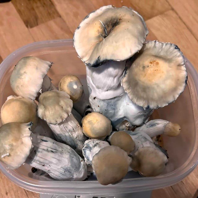 bluey vuitton mushroom