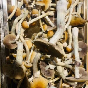 Golden Teacher Magic Mushroom