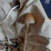 Liberty Cap Magic Mushroom