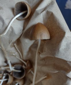 Liberty Cap Magic Mushroom