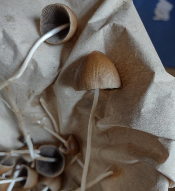 Liberty Cap Magic Mushroom
