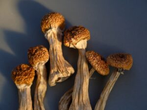 magic mushroom dosing guide