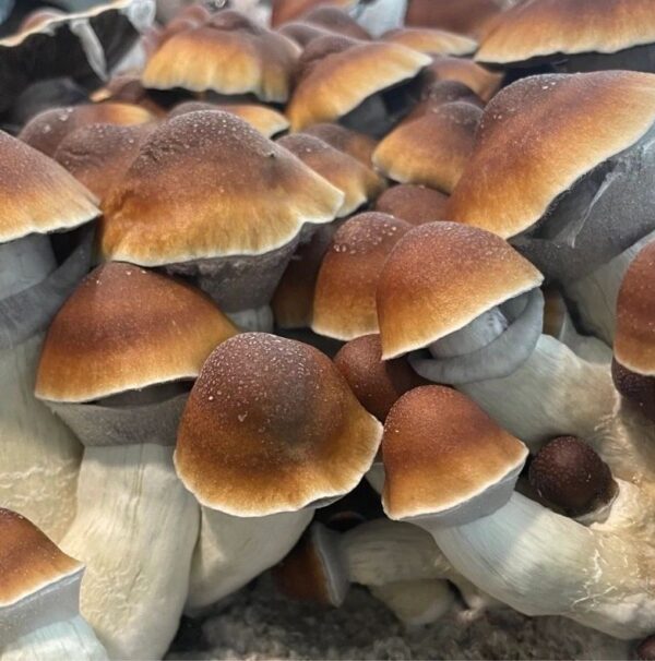 Steel Magnolia Magic Mushroom