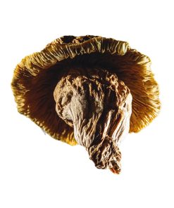 Yeti mushroom