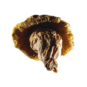 Yeti mushroom