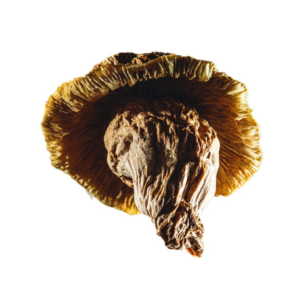 Yeti mushroom