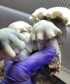 Albino Tidal Wave Magic Mushroom