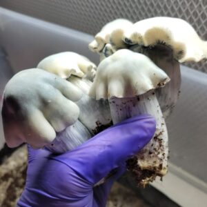 Albino Tidal Wave Magic Mushroom