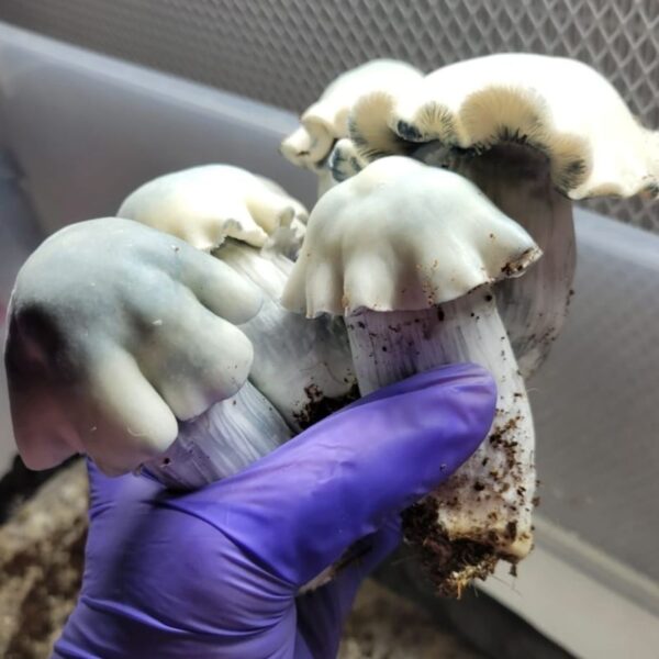 Albino Tidal Wave Magic Mushroom