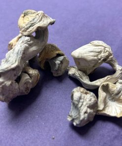 Albino Melmac magic mushroom