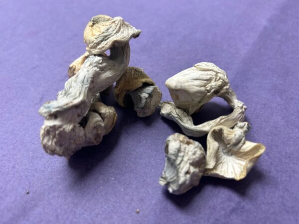 Albino Melmac magic mushroom
