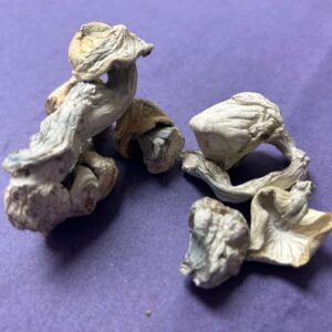 Albino Melmac magic mushroom