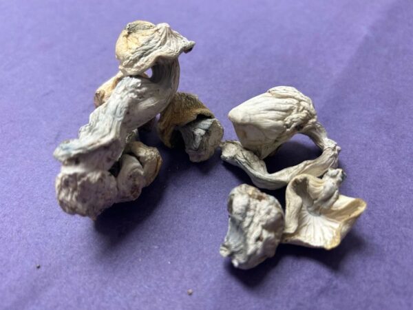 Albino Melmac magic mushroom