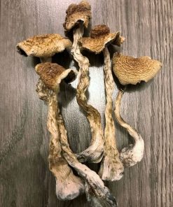Albino b+ magic mushroom