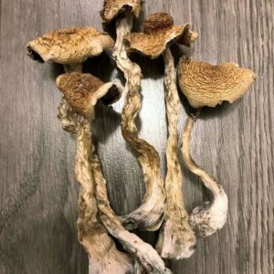 Albino b+ magic mushroom