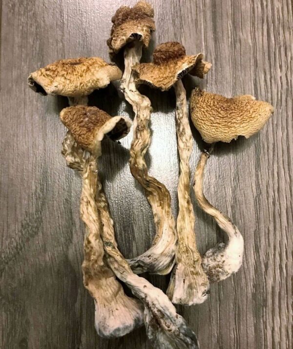 Albino b+ magic mushroom