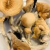 Amazonian Magic Mushroom