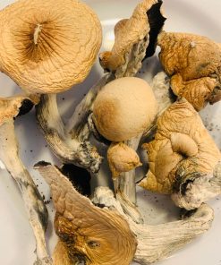 Amazonian Magic Mushroom