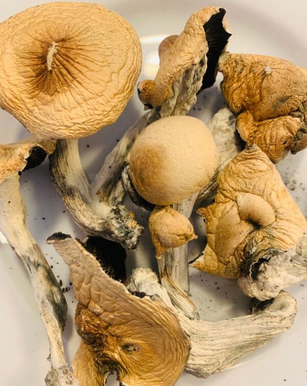 Amazonian Magic Mushroom