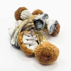Blue Meanies Magic Mushroom