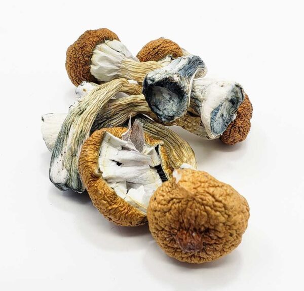 Blue Meanies Magic Mushroom