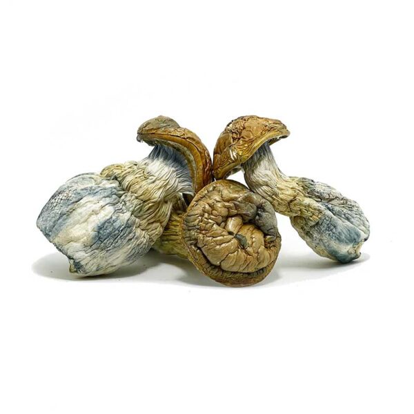 Blue Pulaski mushroom