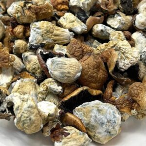 Dino eggs mushroom