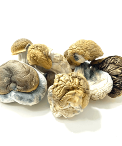 Dino eggs mushroom