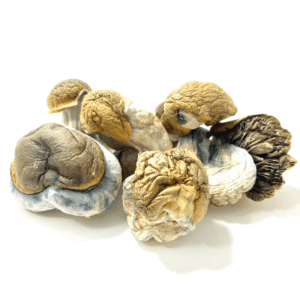Dino eggs mushroom