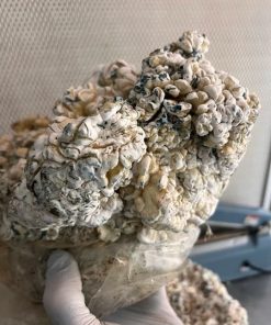 Enigma magic mushroom
