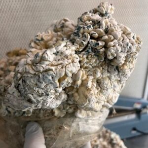 Enigma magic mushroom