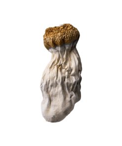 Hillbilly Magic Mushroom