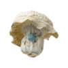 Iceberg (Albino Thai Lipa) Magic Mushroom