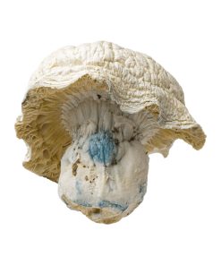 Iceberg (Albino Thai Lipa) Magic Mushroom